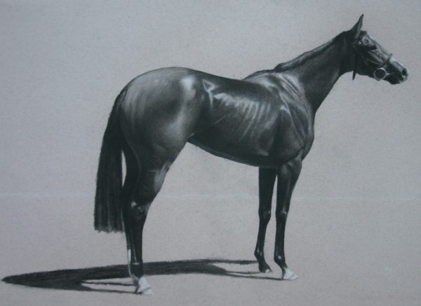 Racehorse - Charcoal on Paper