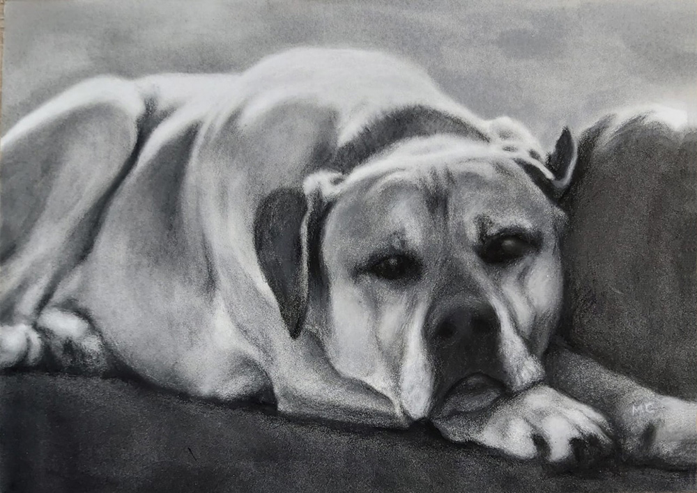 Charcoal Drawing of Dogs